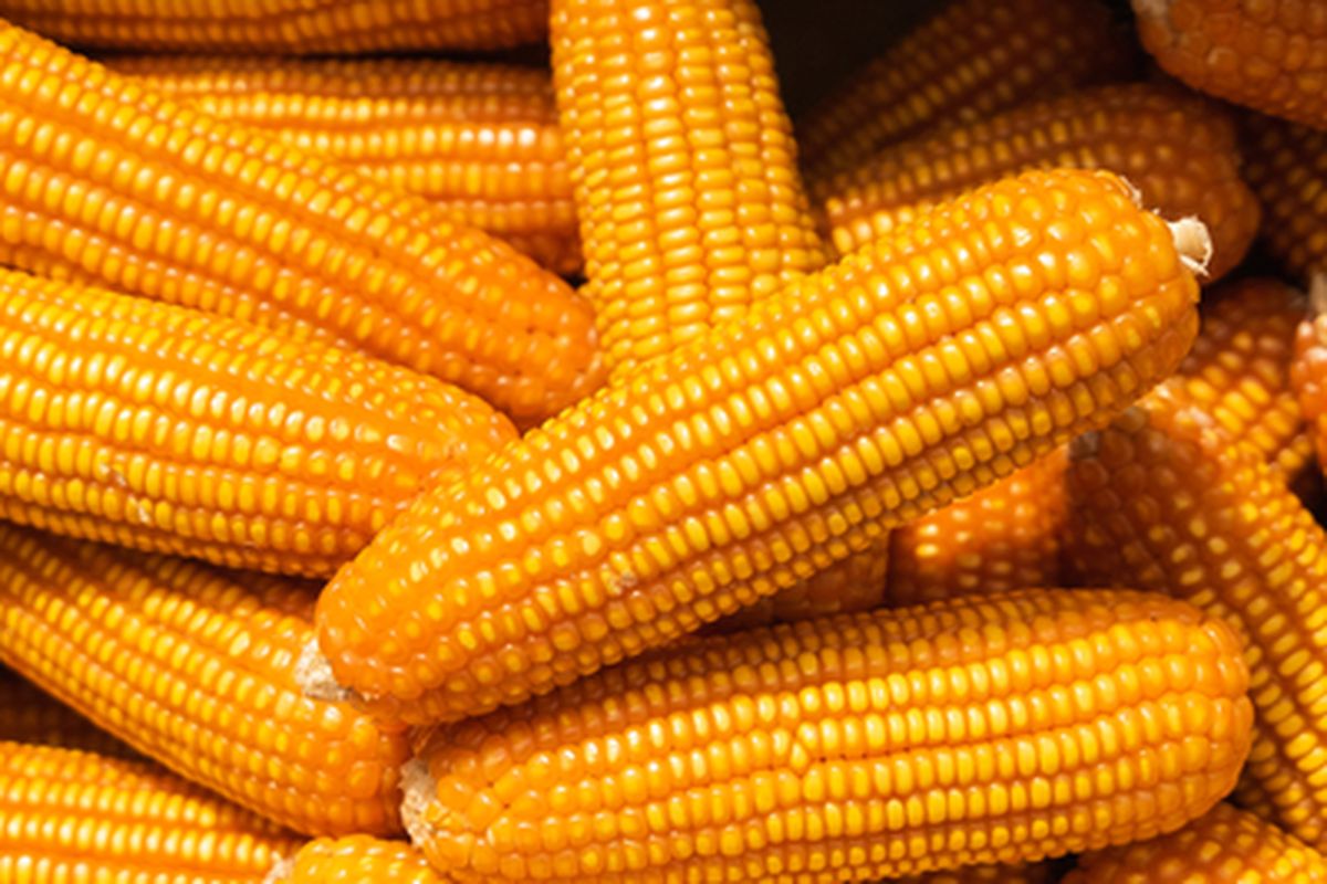 Jagung