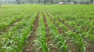 pemupukan jagung sistem jajar legowo