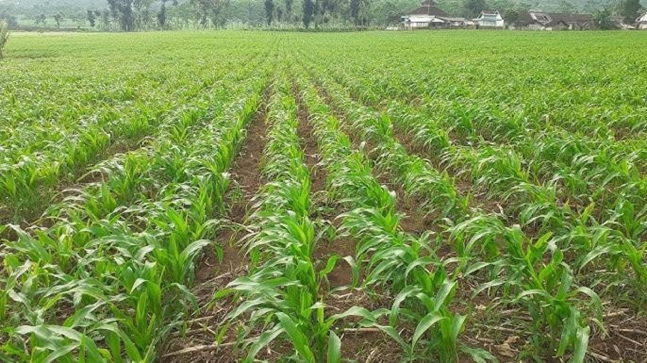 pemupukan jagung sistem jajar legowo