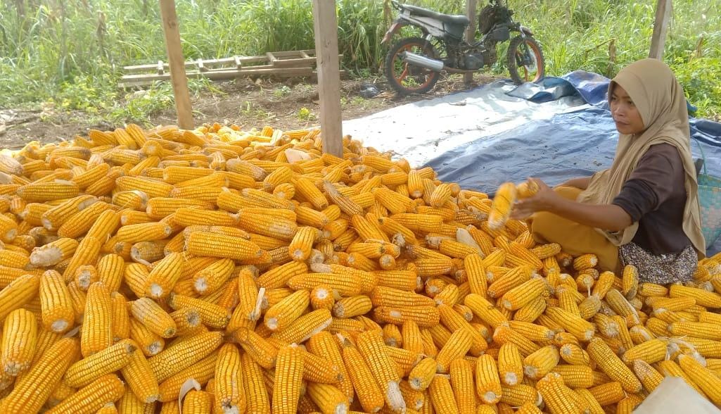 Panen Jagung
