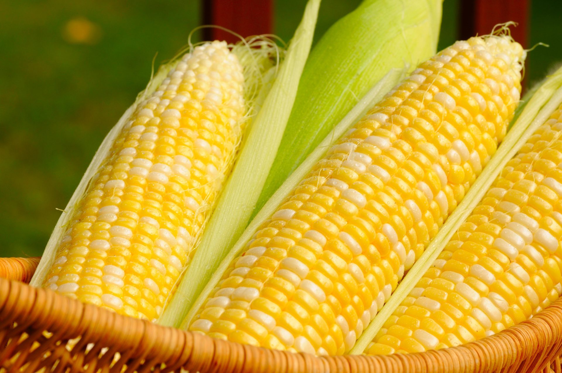 Jagung Manis Terbaik