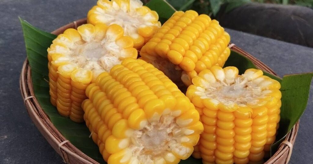 camilan jagung rebus