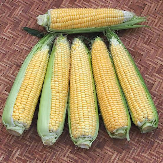 Adaptasi Jagung